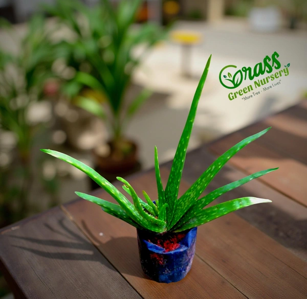 Aloe Vera Plant 