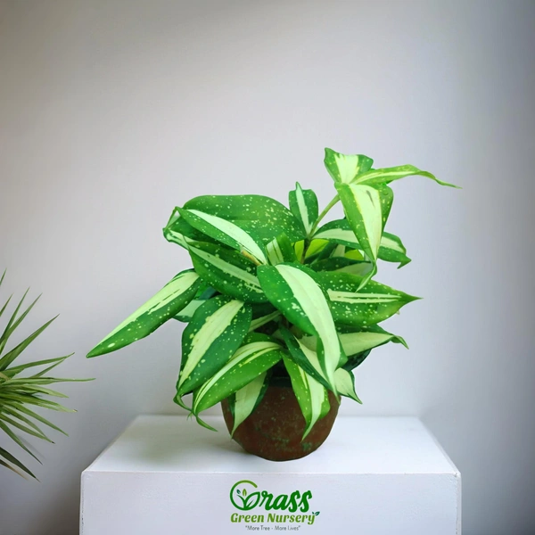 Dracaena Surculosa -Milky Way 