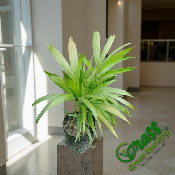Areca Palm 