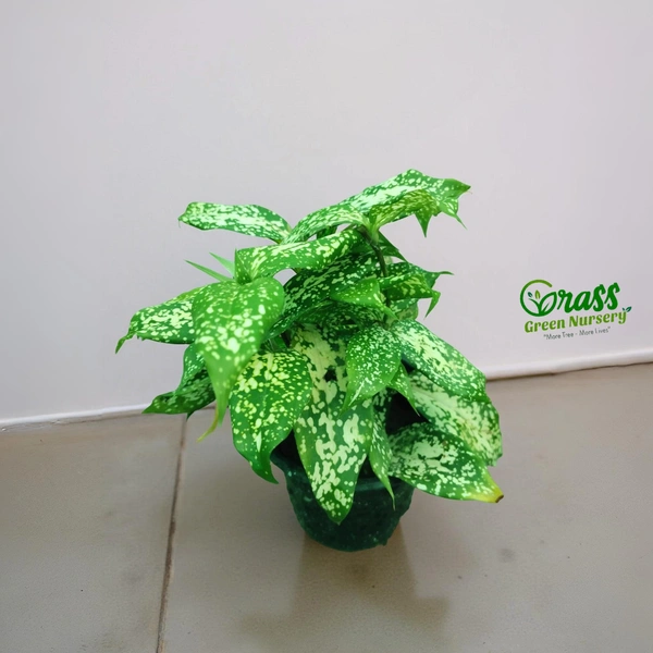 Dracaena surculosa (Florida Beauty)