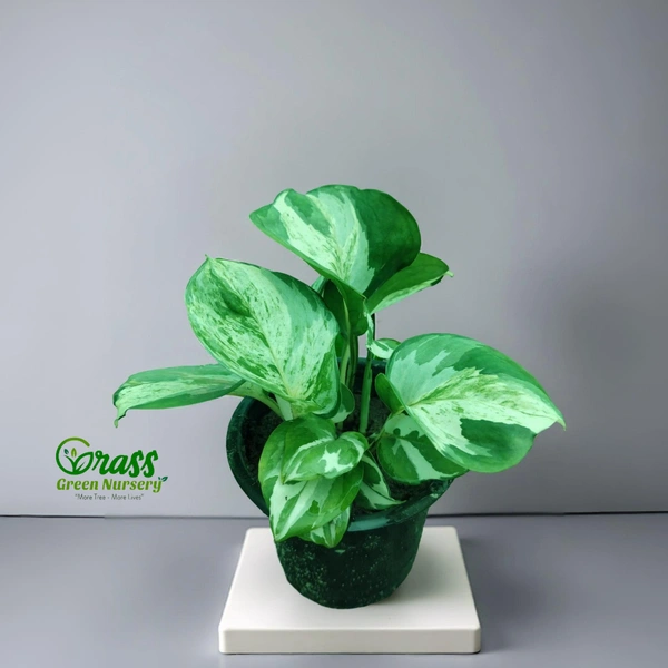 Manjula Pothos