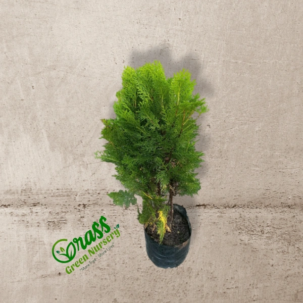 Thuja Plant 