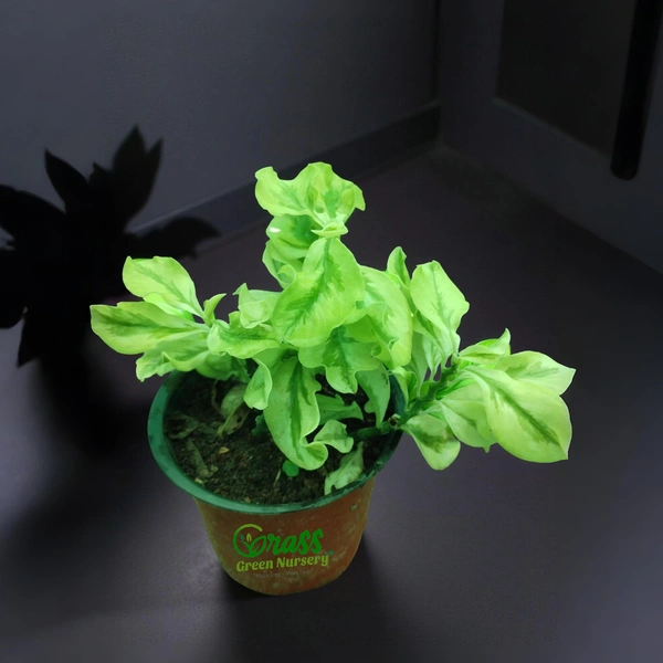 Jewbush (Pedilanthus Variegated)