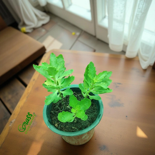 Kalanchoe Blossfeldiana 