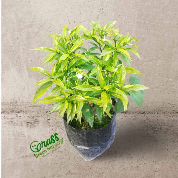 Variegated Crape Jasmine (Chandni)