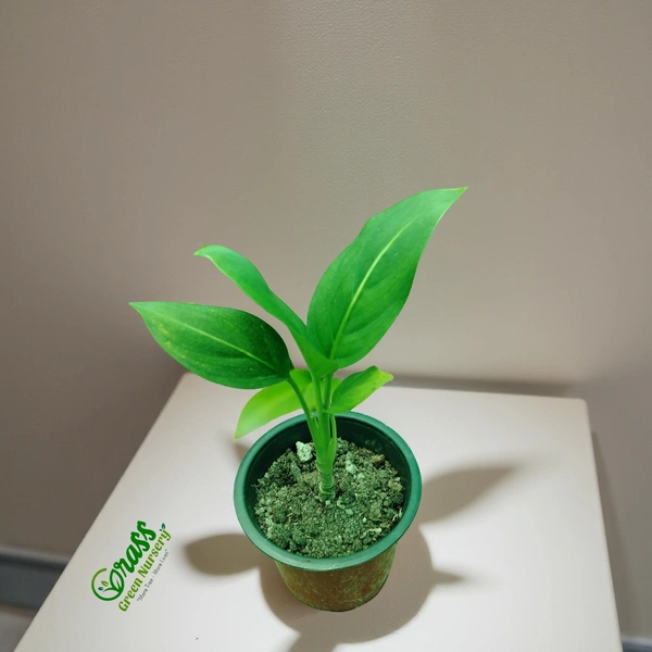 Dieffenbachia Green Magic 