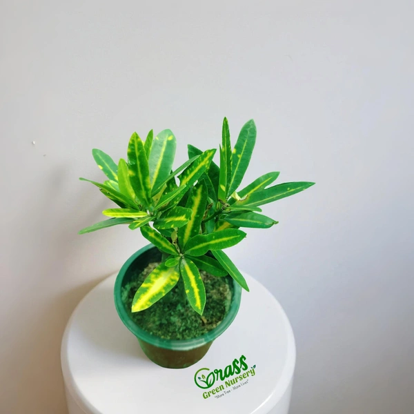 Banana Croton 