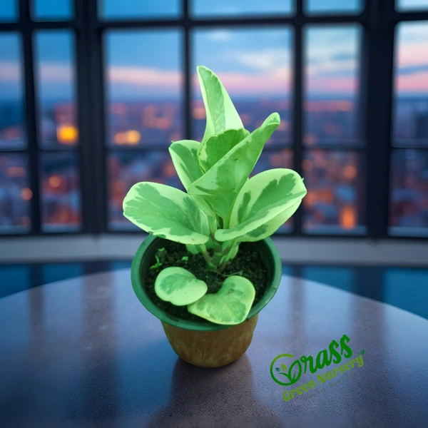 Peperomia Obtusifolia Marble