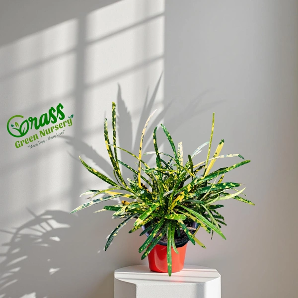 Gold Star Croton  