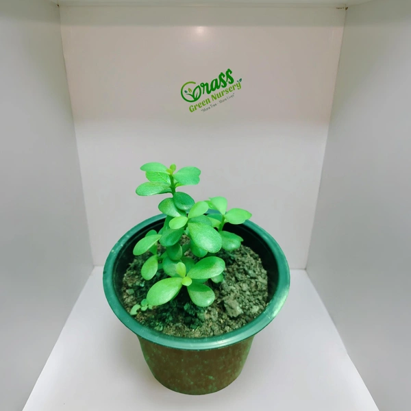 Dwarf Jade Plant