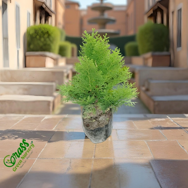 Thuja Plant 
