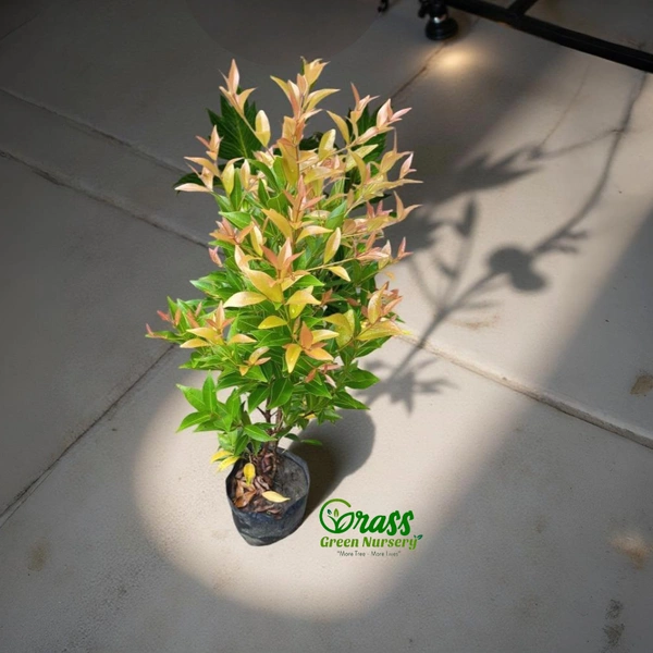 Syzygium (Aussie Boomer)