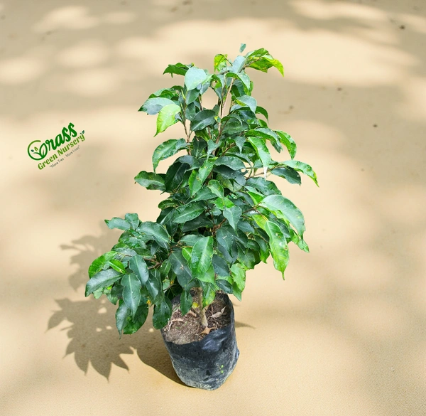 Ficus Benjamina Black 
