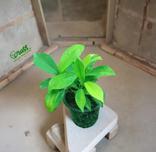 Ficus Retusa (Ficus Panda)