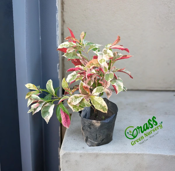 Chinese Croton Variegated 