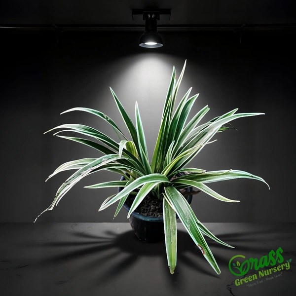 Spider Plant Variegatum