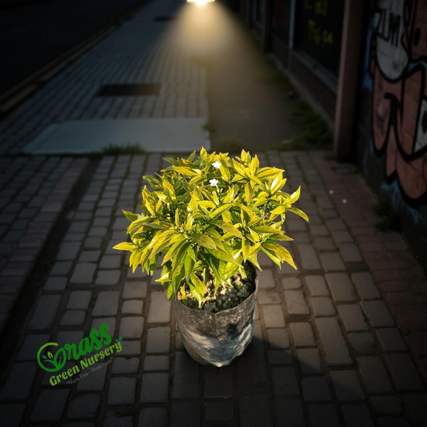 Variegated Crape Jasmine (Chandni)
