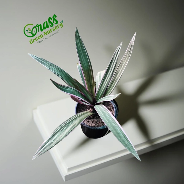 Rhoeo (Oyster Plant) Variegated 