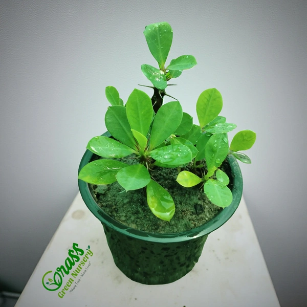Euphorbia Geroldii