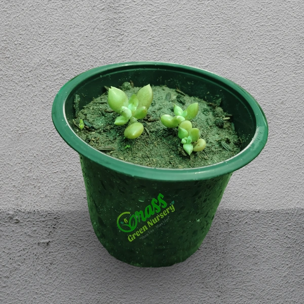 Echeveria Subcorymbosa