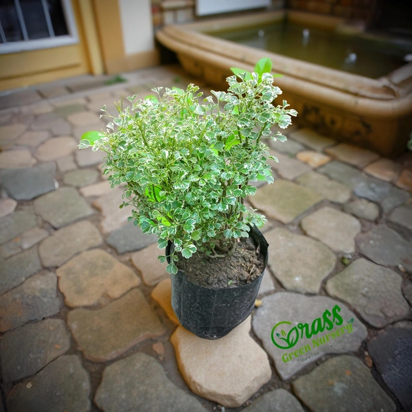 Aralia Miniature 