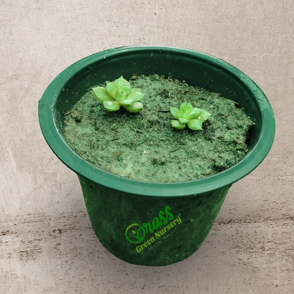Echeveria Abalone