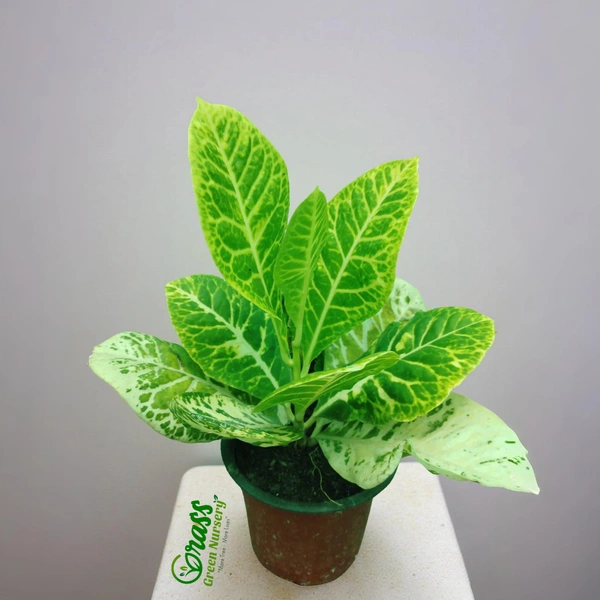 Petra Croton Yellow  - 