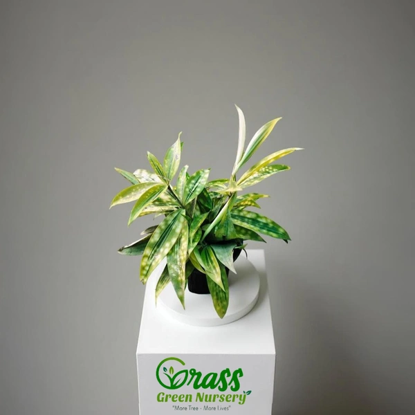 Dracaena surculosa (Gold Dust)