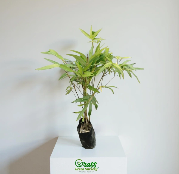 Chinese Bamboo   - 