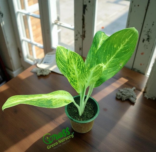 Aglaonema Brilliant