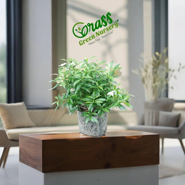 Dwarf Crape Jasmine (Chandni) 