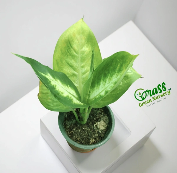 Dieffenbachia ‘Honeydew’