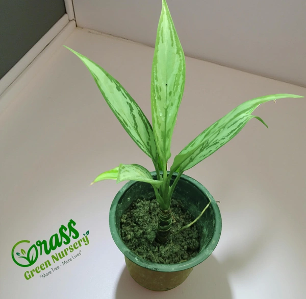 Aglaonema  Silver King