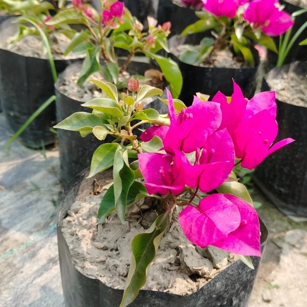 Bougainvillea Sunvillea (50 Pcs.)