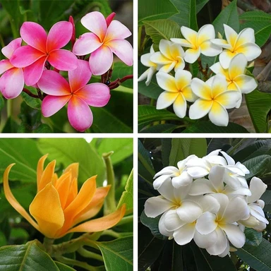 Flowering & Foliage Plants