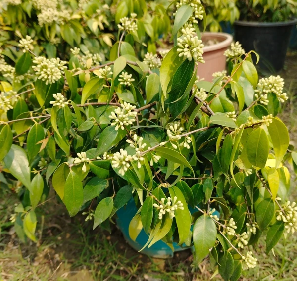 Catfruit Plant (20 Pcs.)