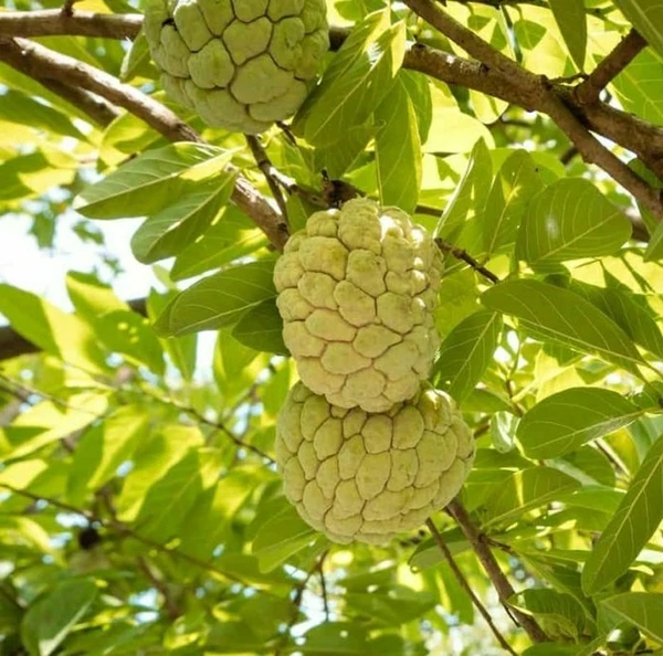 Custard (Sugar-apple) Sapling (100 Pcs.)