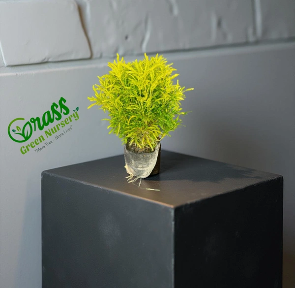 Aralia Golden 