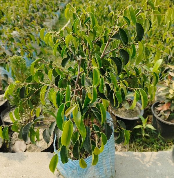 Ficus Benjamina -Black (50 Pcs.)