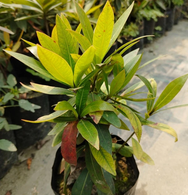 First Love Plant (50 Pcs.)