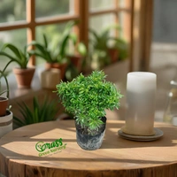 Aralia Golden 