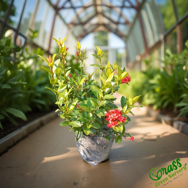 Ixora Mini Dwarf 