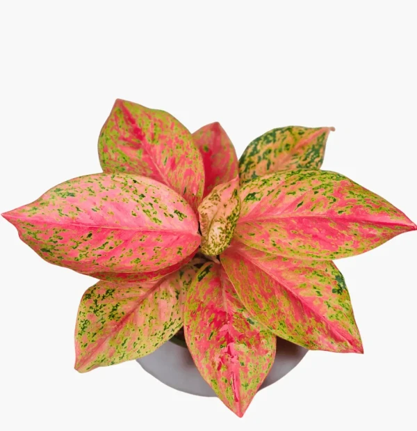 Aglaonema Proserity  (50 Pcs.)