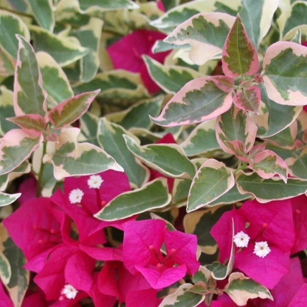 Bougainvillea Variegated Rubra (50 Pcs.)