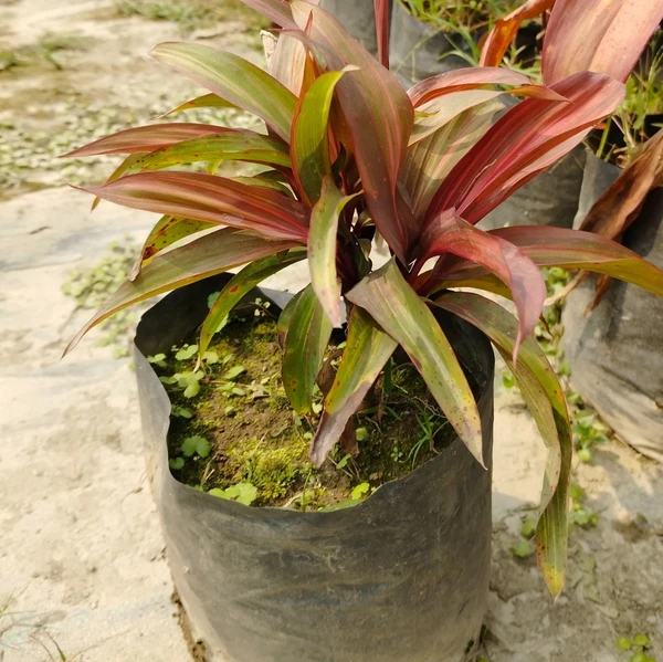 Cordyline Rubra (50 Pcs.)