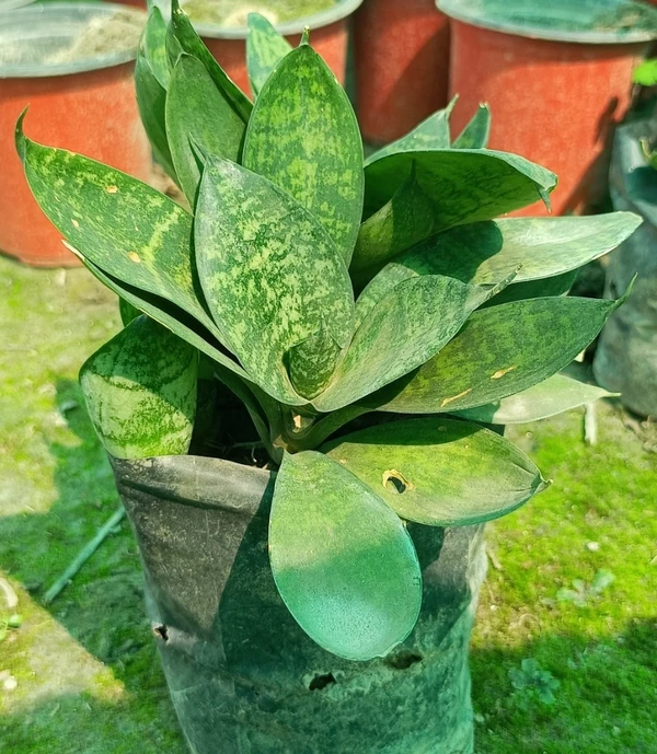 sansevieria (100 Pcs.)