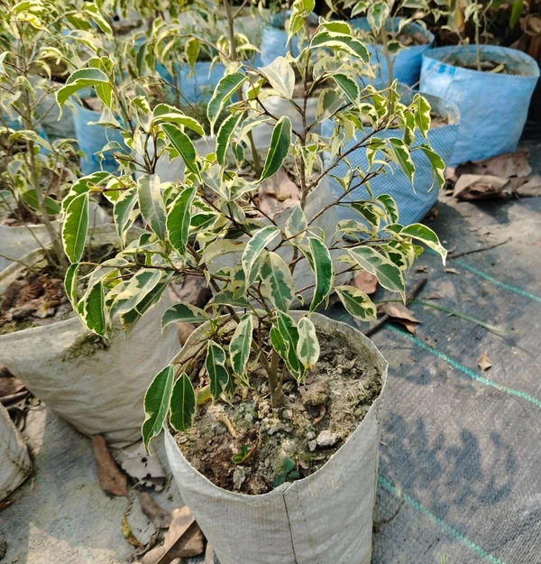 Ficus Benjamina-Starlight (50 Pcs.)