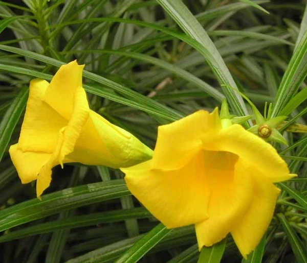 Yellow oleander Seedling (100 Pcs.)