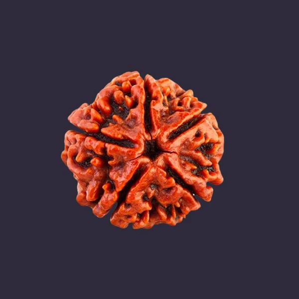 5 Mukhi Rudraksha Lab Certified