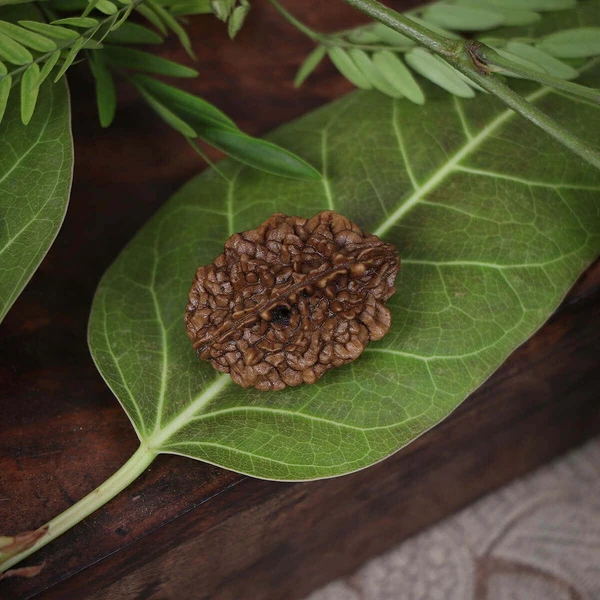 2 Mukhi Natural Rudraksha With Lab Certified for Men & Women